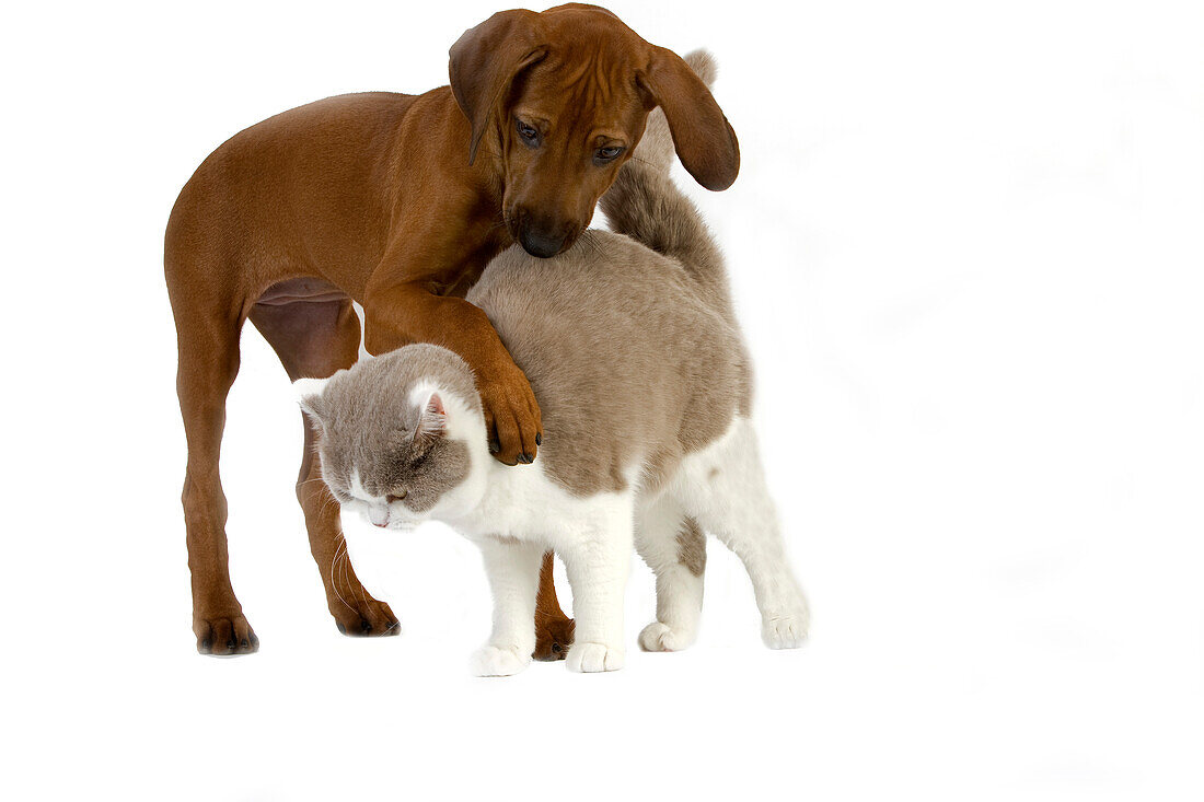 MALE LILAC AND WHITE BRITISH SHORTHAIR DOMESTIC CAT WITH A RHODESIAN RIDGEBACK 3 MONTHS OLD PUPPY