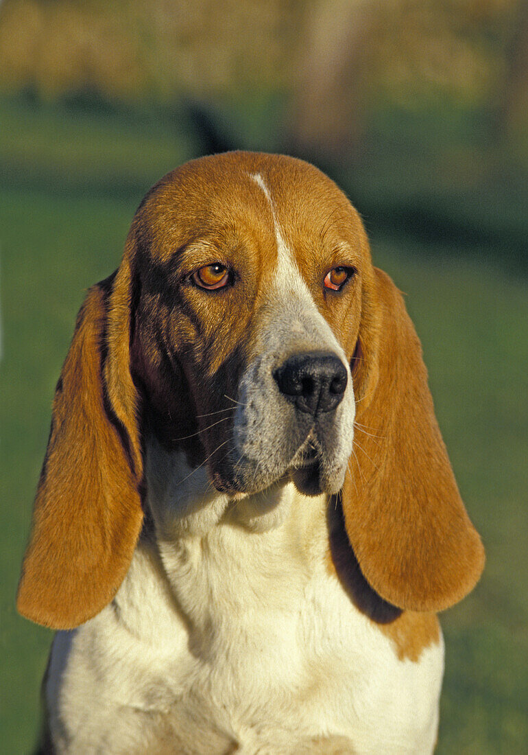 Artois Hound, Portrait of Dog