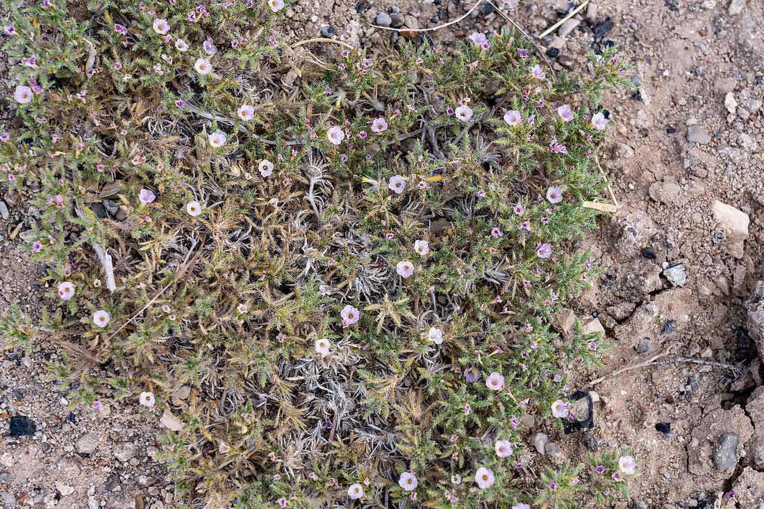 Mat Crinklemat, Tiquilia latior, blüht in der Caineville-Wüste am Burpee Dinosaur Quarry bei Hanksville, Utah.