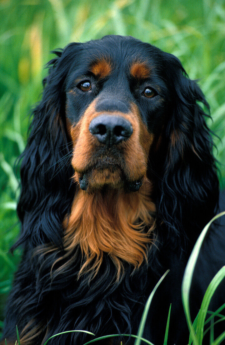 GORDON SETTER DOG, PORTRAIT OF ADULT