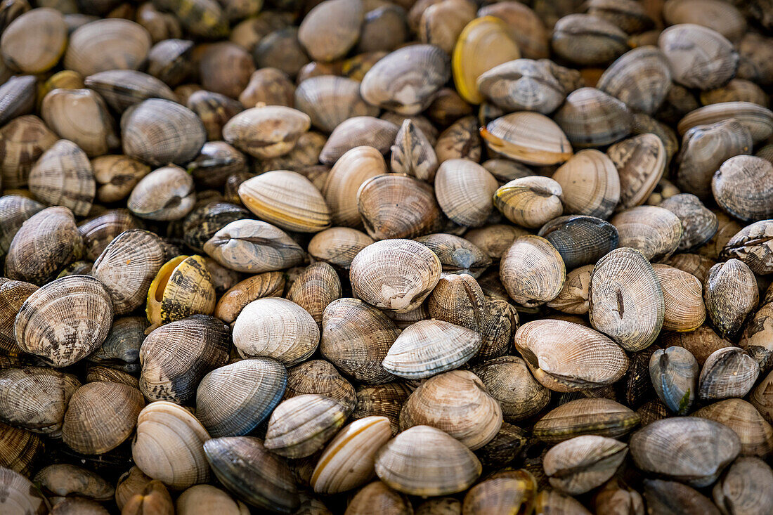 Muschelfischen, Arbeiter sammeln Muscheln am Strand von Arenal in der Ria von Arosa, in Pobra do Caraminal, Spanien