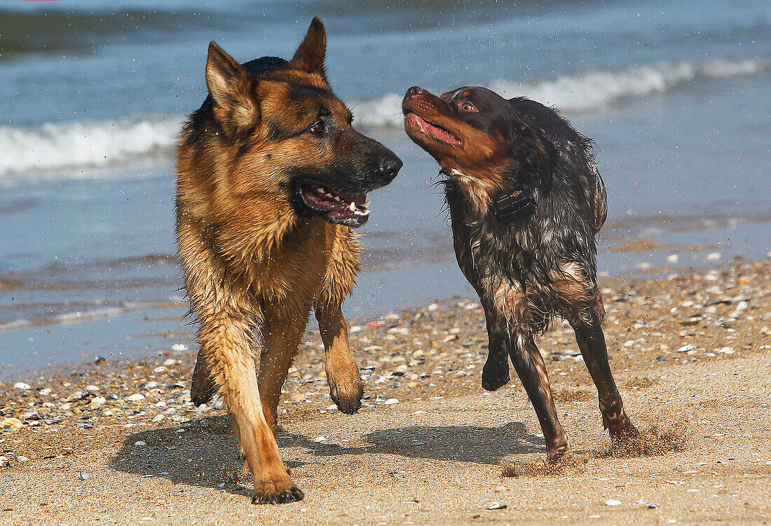 German Shepherd, Male playing with Brittany Spaniel, beach in Normandy