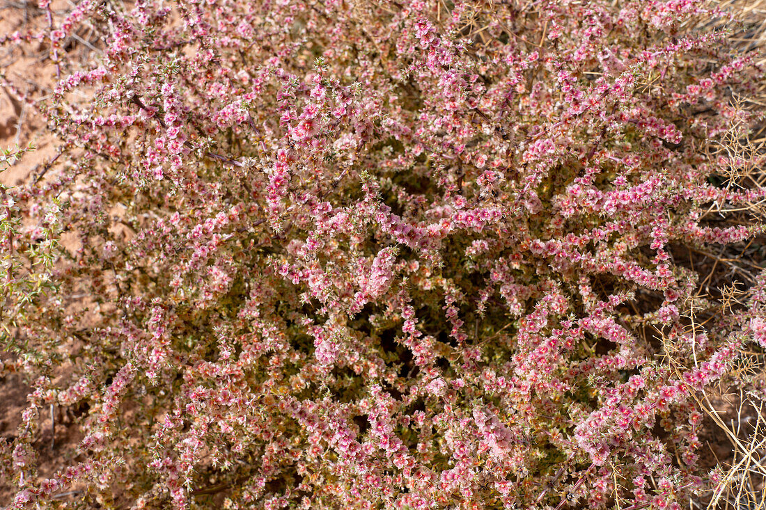 A Prickly Russian Thistle, Kali tragus, in flower in the desert in Utah.