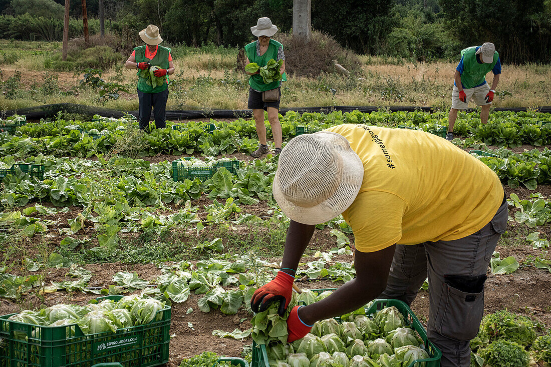Volunteers of the NGO Espigoladors, gleaning the field to obtain food for families in vulnerable situations, in Fields of Sant Boi de Llobregat, spain