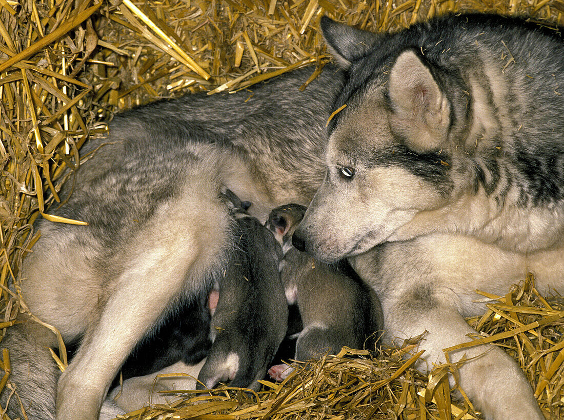 SIBERIAN HUSKY, FEMALE WITH PUP SUCKLING