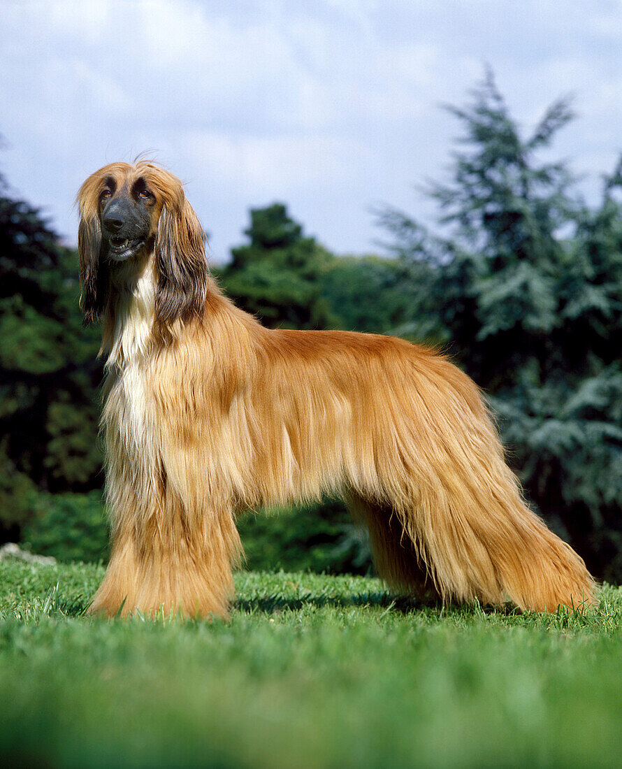 Afghan Hound, Dog standing on Lawn
