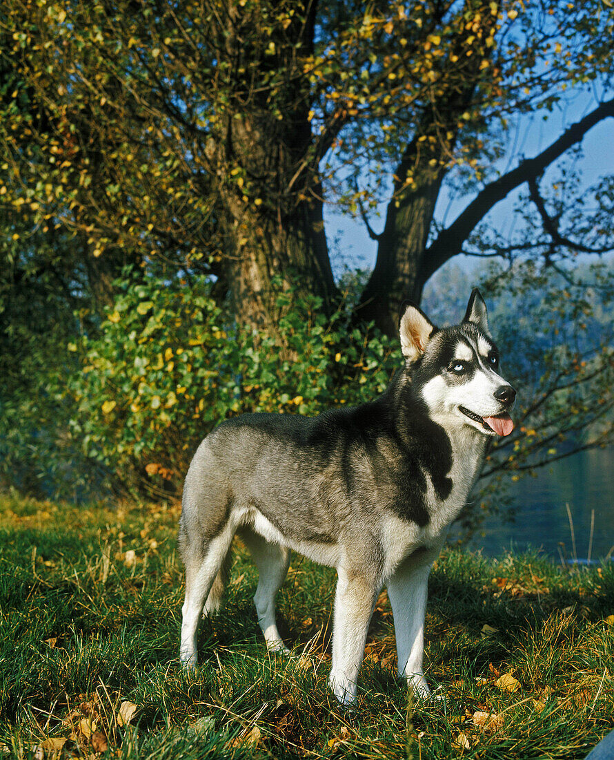 SIBERIAN HUSKY, ADULT