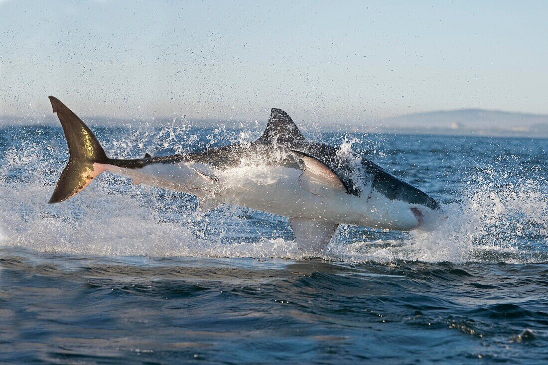 Great White Shark, carcharodon carcharias, Adult Breaching, False Bay in South Africa