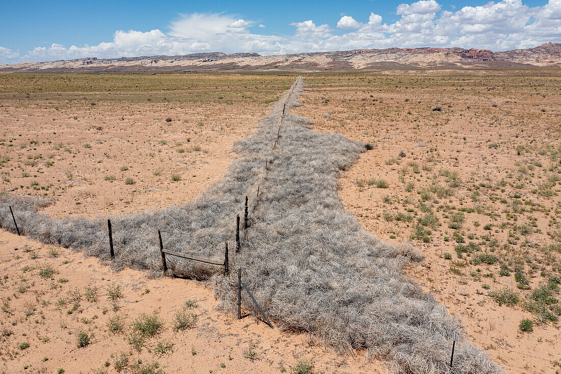 Abgestorbene Tumbleweeds, Russische Disteln, an einer Zaunlinie einer Ranch in der San Rafael-Wüste in Utah gefangen. Dahinter liegt das San Rafael Reef.
