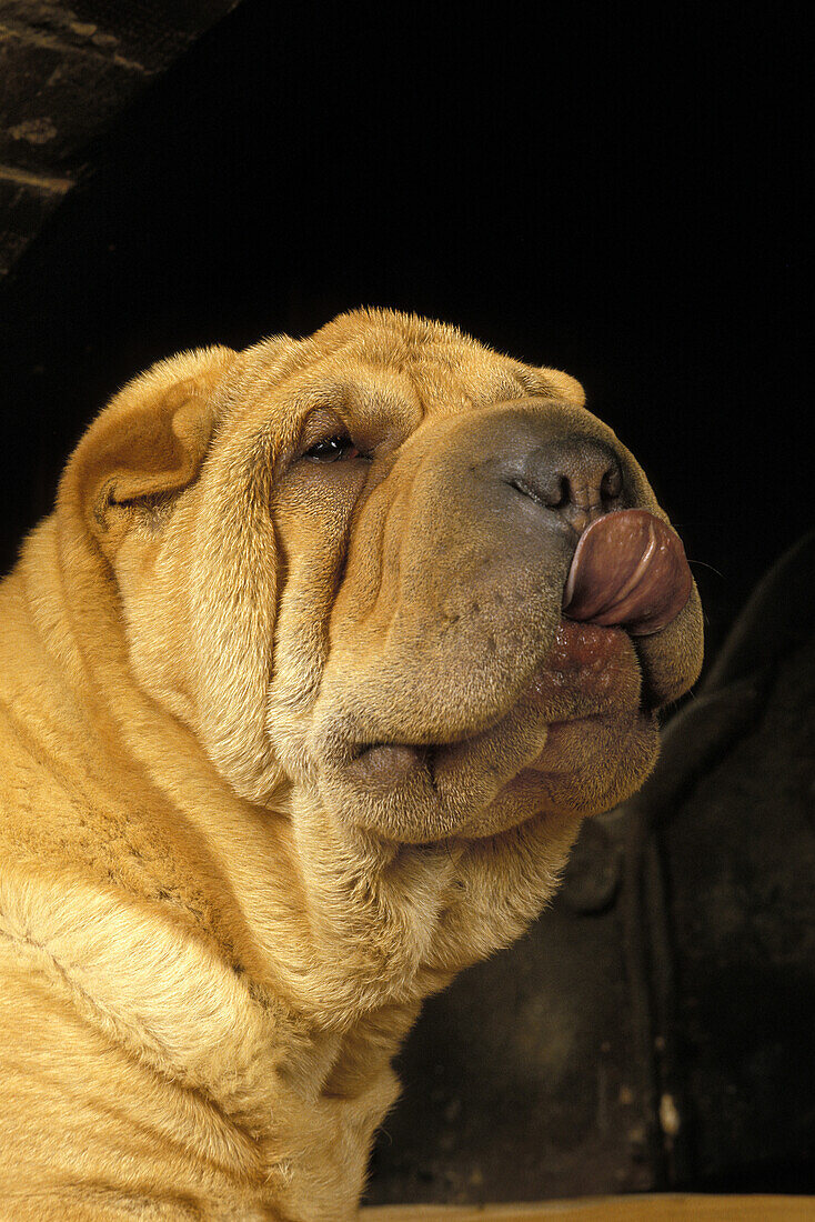 Shar Pei Hund, Porträt eines Welpen mit heraushängender Zunge