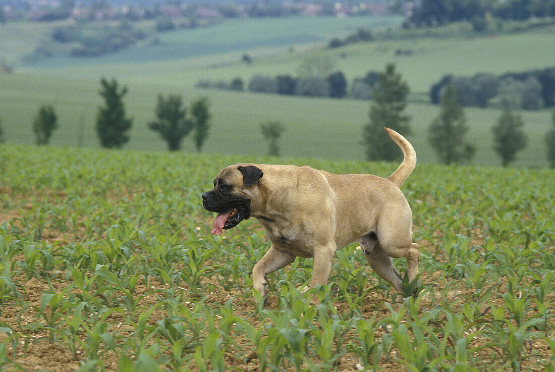 Bullmastiff Hund stehend im Maisfeld