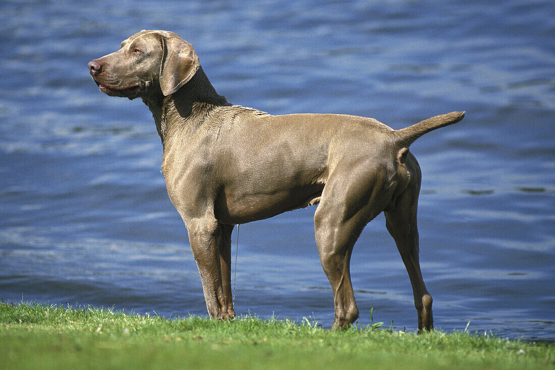 Weimaraner Vorstehhund, Rüde stehend am Wasser