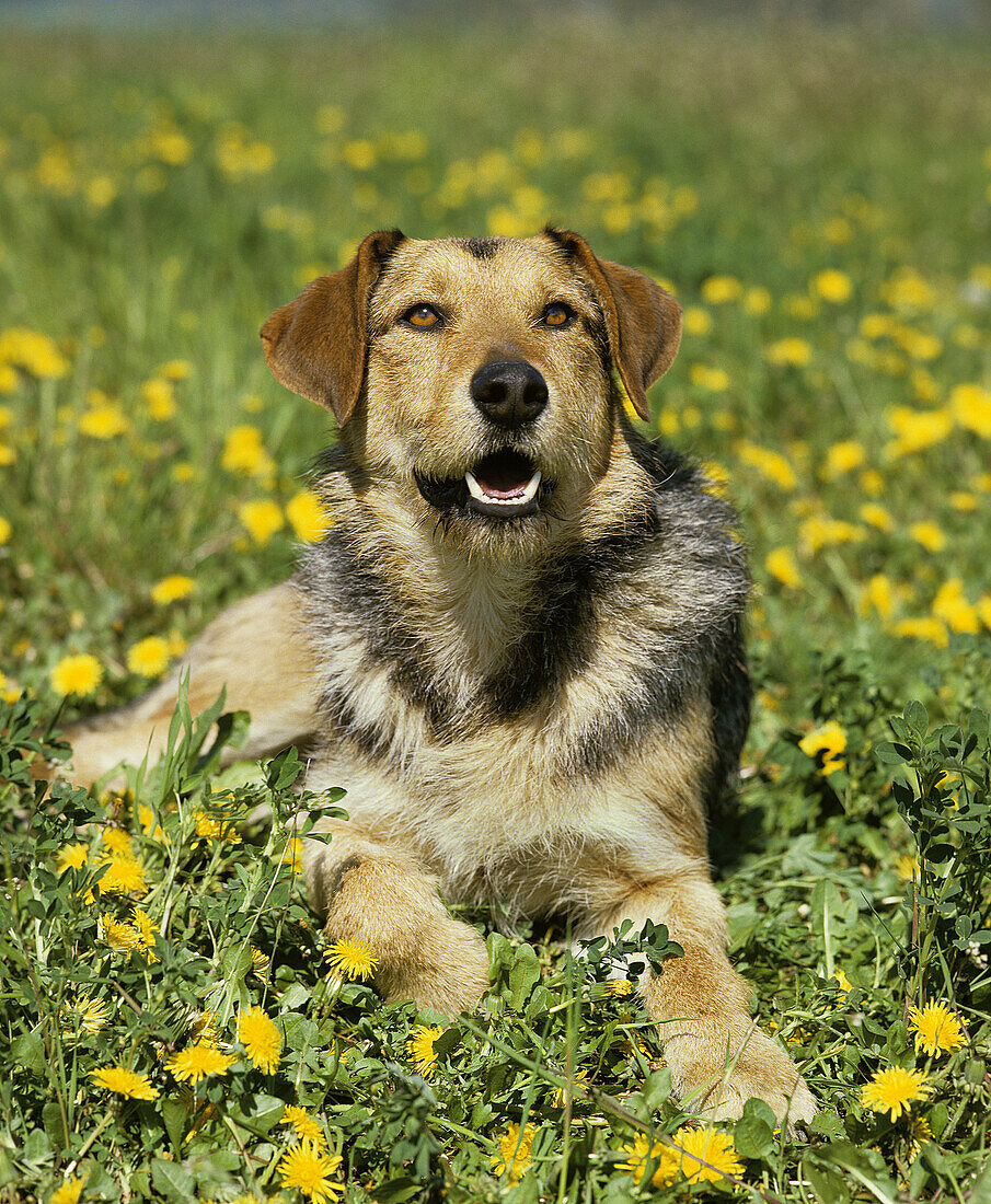 Männlicher Hund auf Löwenzahnblüten liegend