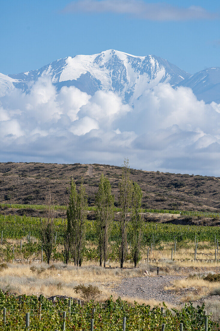 Weinberge mit dem Cerro El Plata in den Anden im Hintergrund. In der Nähe von Tupungato, Provinz Mendoza, Argentinien.