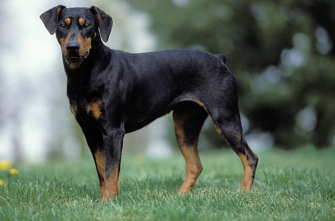 Deutscher Pinscher Hund stehend auf Rasen