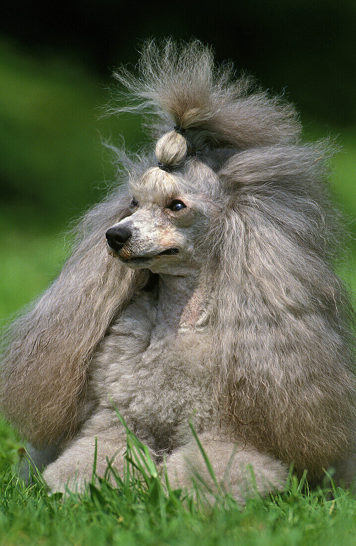 Grey Standard Poodle, Adult laying on Grass