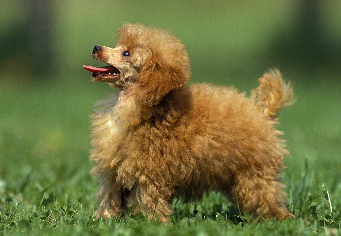 Apricot Standard Poodle, Dog standing on Grass