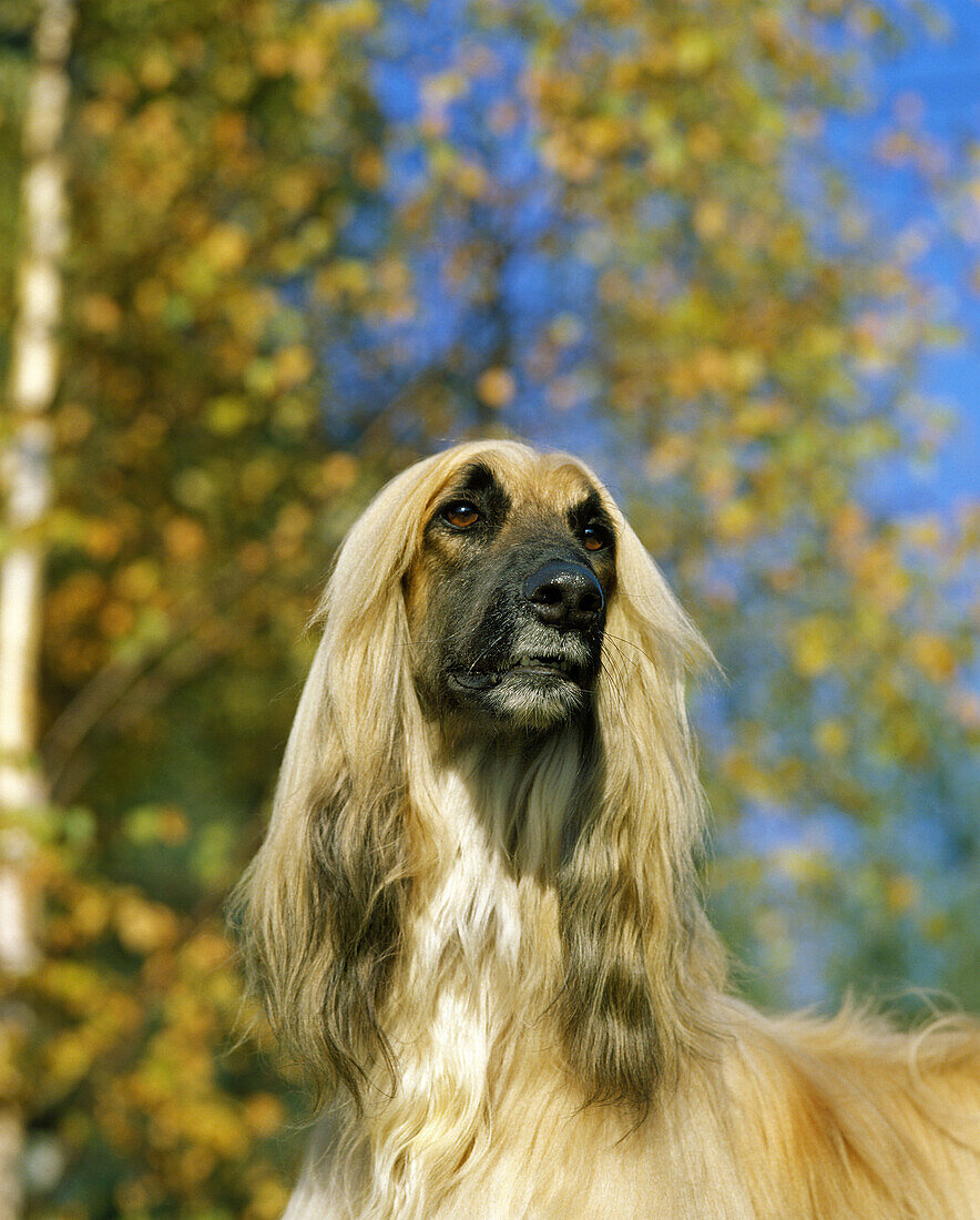 Afghan Hound, Portrait of Dog
