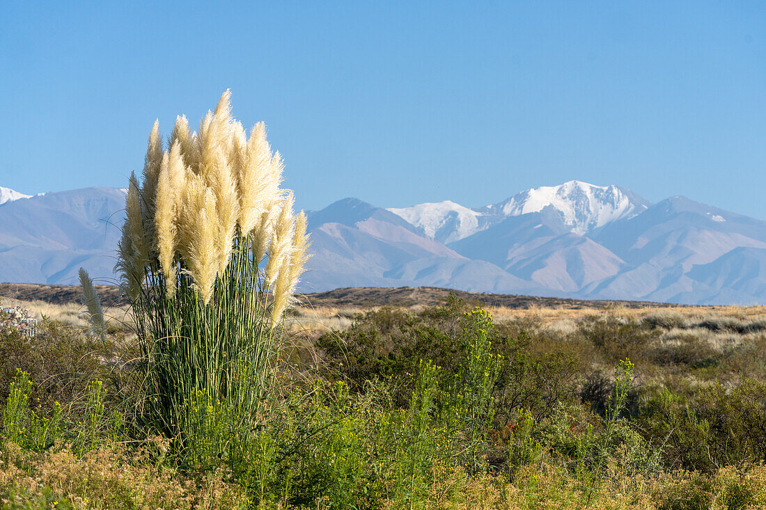 Pampas grass with Cerro El Plata in the Andes Mountains behind. Near Tupungato, Mendoza Province, Argentina.