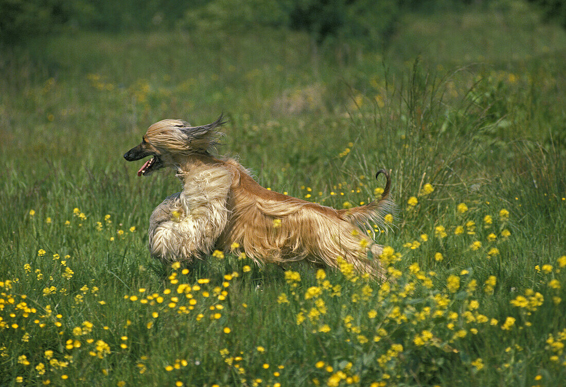 Afghanischer Windhund, Erwachsener läuft durch Blumen