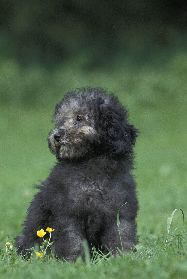 Grey Standard Poodle Dog, Puppy