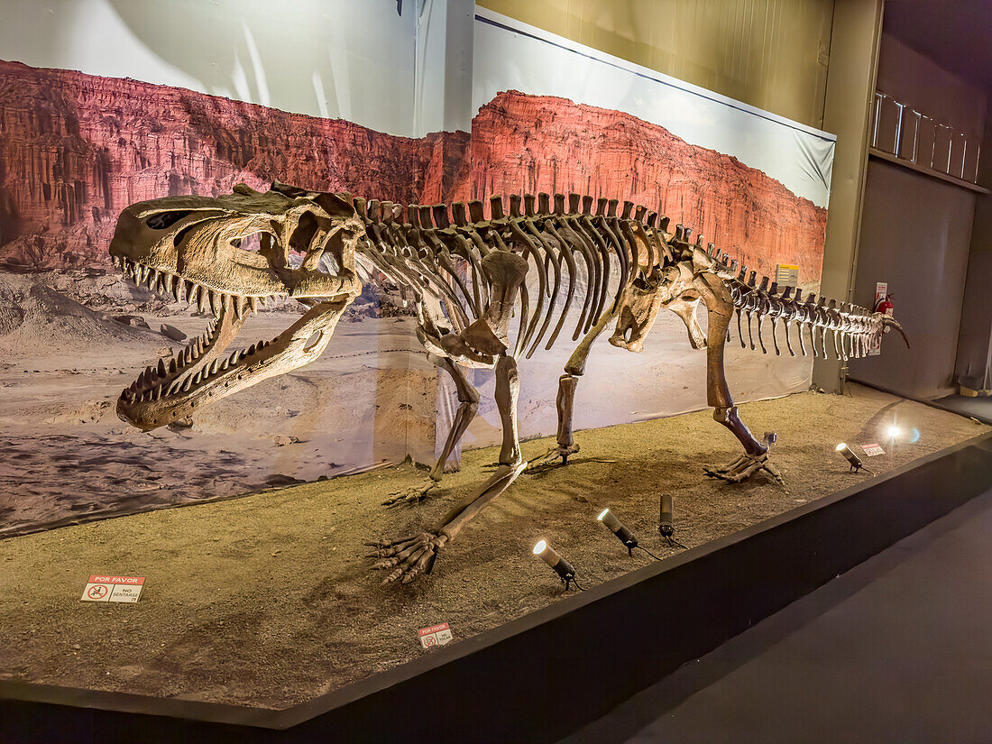 Skeleton of Saurosuchus galilei, a dinosaur from the Triassic Period in the museum of Ischigualasto Provincial Park in Argentina.