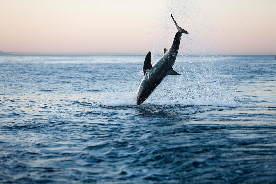 Weißer Hai, carcharodon carcharias, Erwachsener beim Brechen, False Bay in Südafrika