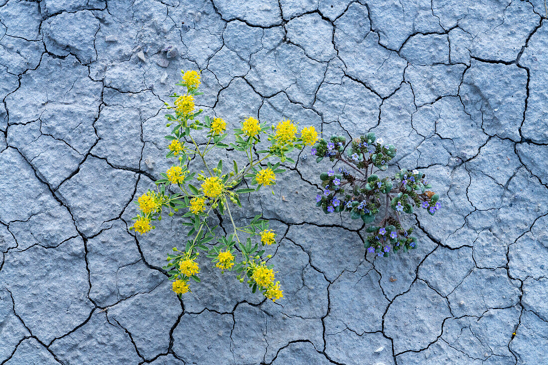 Palmer's Bee Plant & Low Scorpionweed blooming in cracked Blue Gate Shale of the Caineville Desert near Hanksville, Utah.