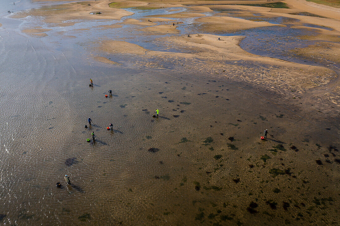 Shellfishing, workers collecting shellfish at the Arenal beach in the Ria of Arosa, in Pobra do Caraminal, Spain