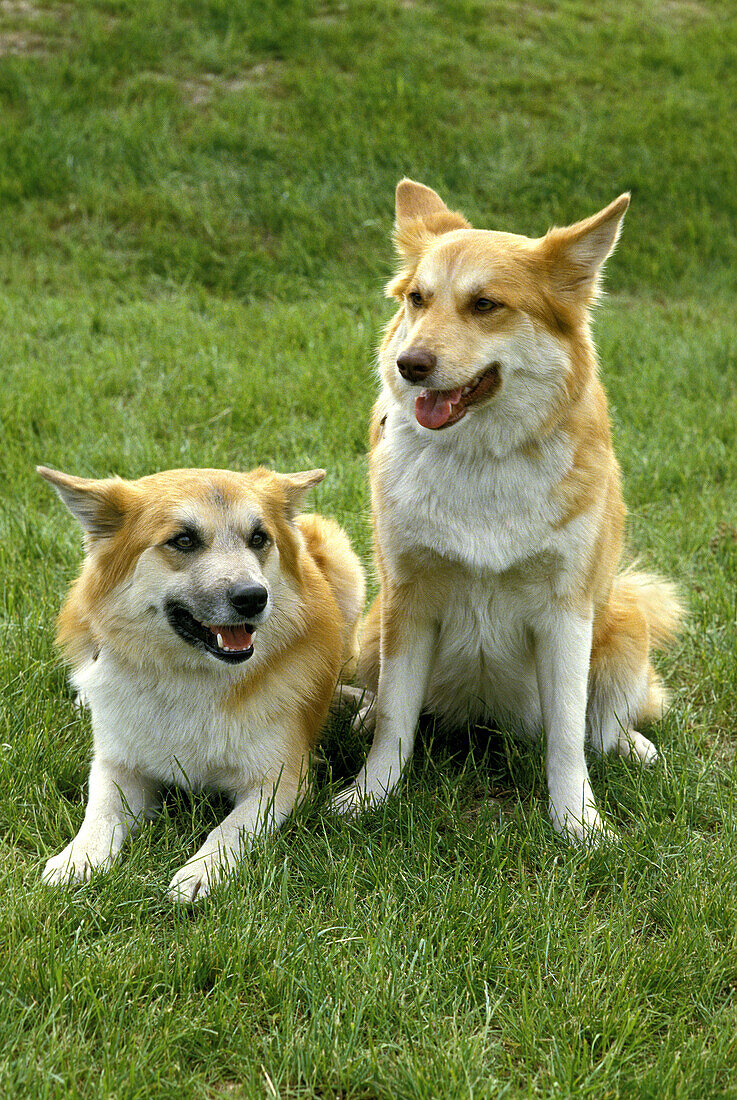 Sibirischer Laika-Hund, eine Rasse aus Russland