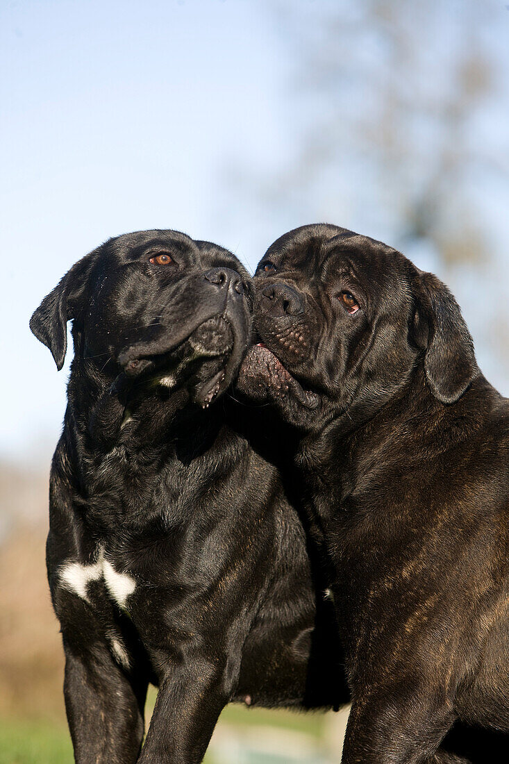 Cane Corso, Hunderasse aus Italien, küssendes Paar