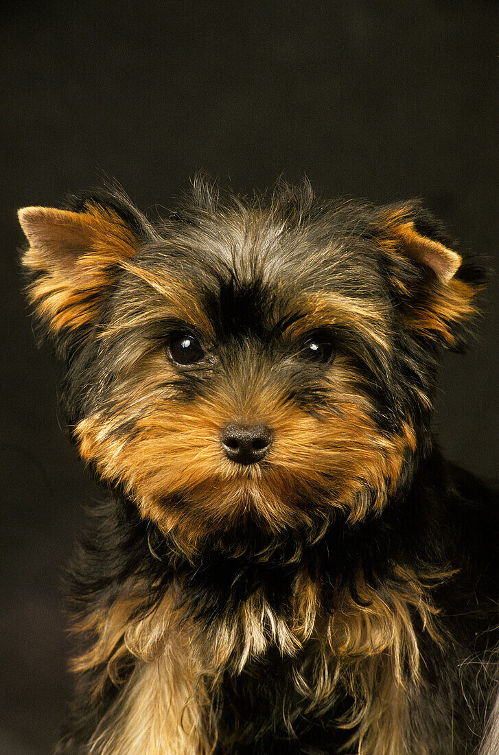 Yorkshire Terrier, Portrait eines Welpen