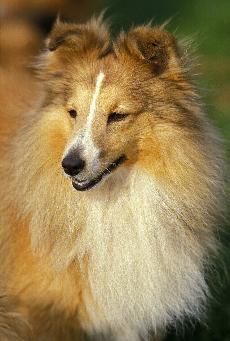 Shetland Sheepdog, Portrait eines Erwachsenen