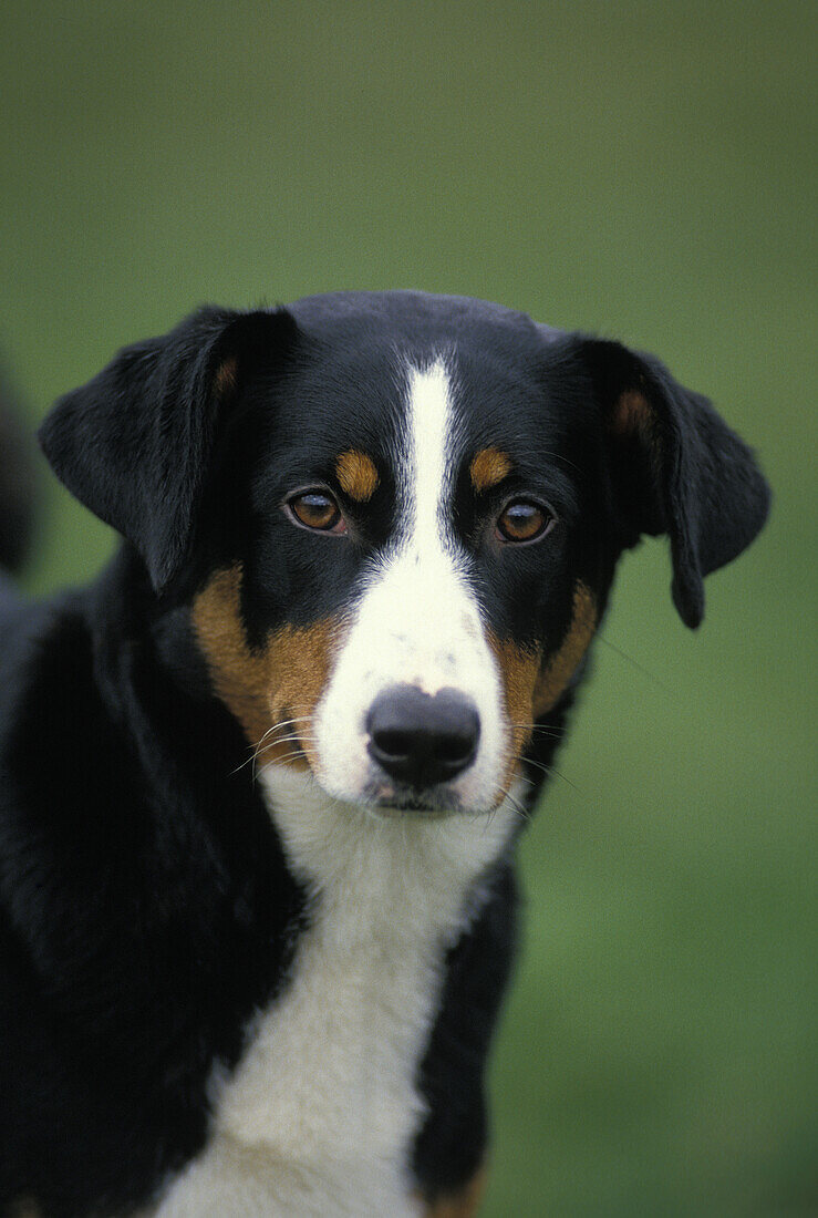 Appenzeller Sennenhund, Portrait eines Erwachsenen