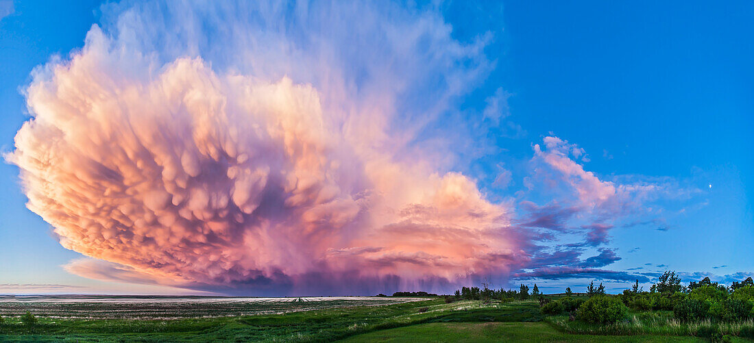 A 3-section panorama of a retreating thunderstorm taken from my back deck, with the Canon 5D MkII and 16-35mm Canon lens at 16mm. The storm shows mammatiform clouds and virga from falling rain. The illumination at sunset was perfect. The waxing quarter Moon is at right. Taken from southern Alberta, Canada.