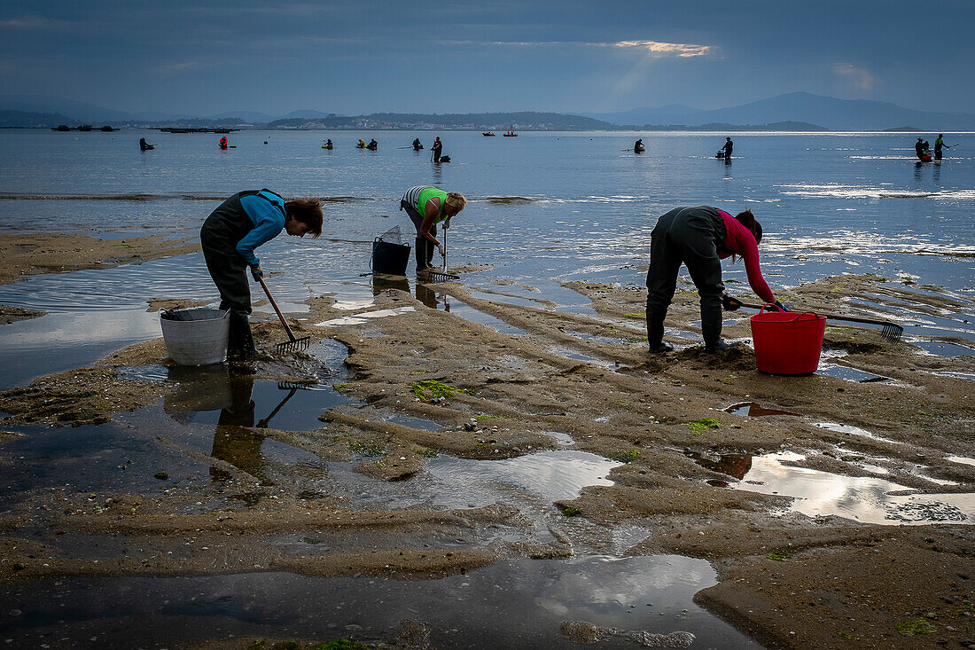 Muschelfischen, Arbeiter sammeln Muscheln am Strand von Arenal in der Ria von Arosa, in Pobra do Caraminal, Spanien