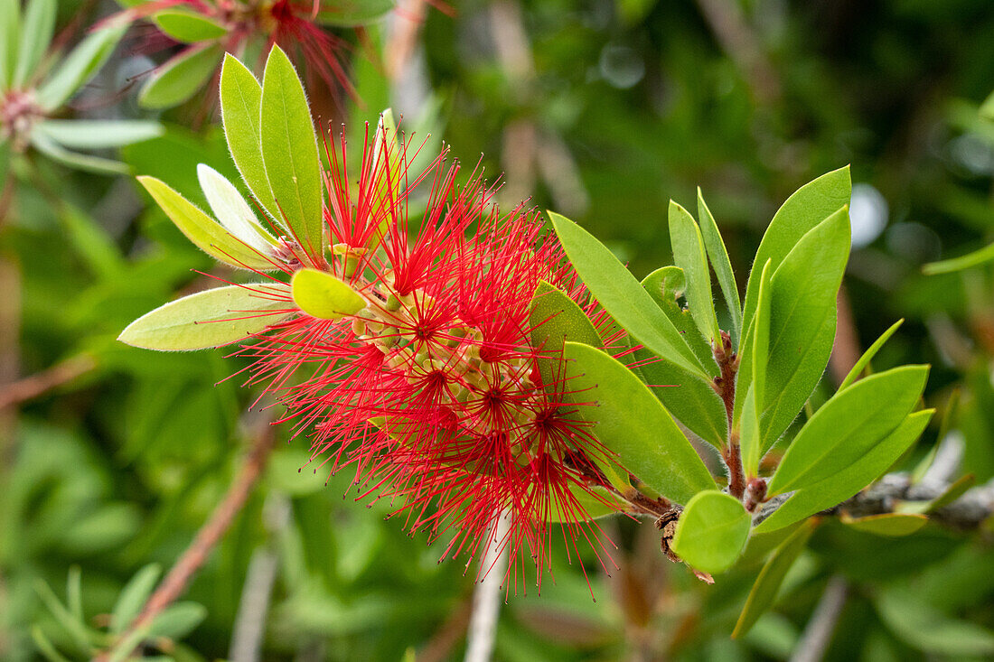 Ein blühender Weeping Bottlebrush, Melaleuca viminalis, auf der Plaza San Martin in San Rafael, Argentinien.