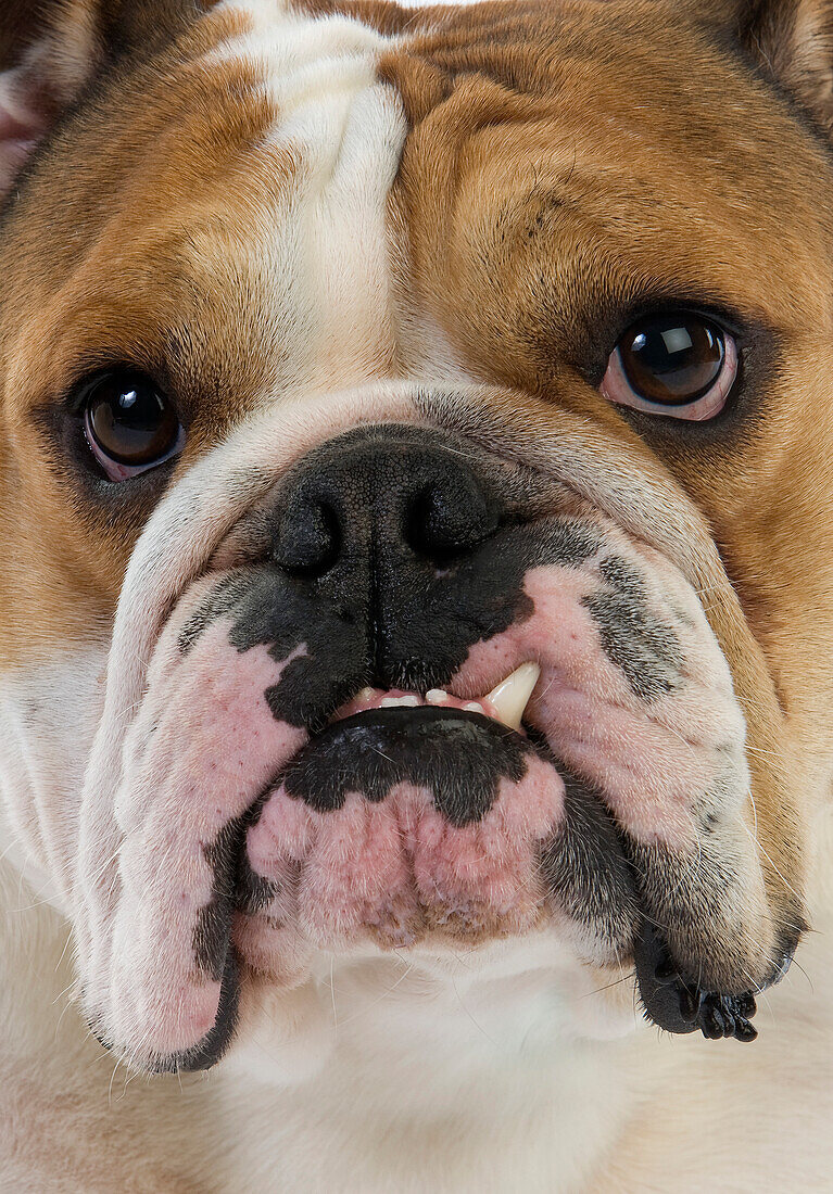 ENGLISH BULLDOG