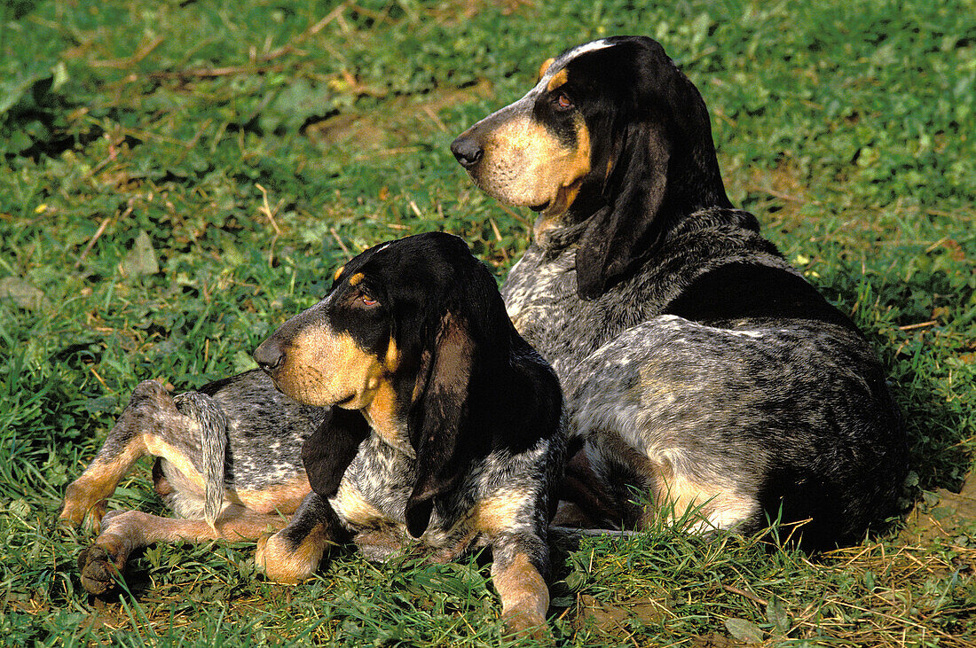 Kleiner blauer Gascogne-Hund, erwachsen auf Gras liegend