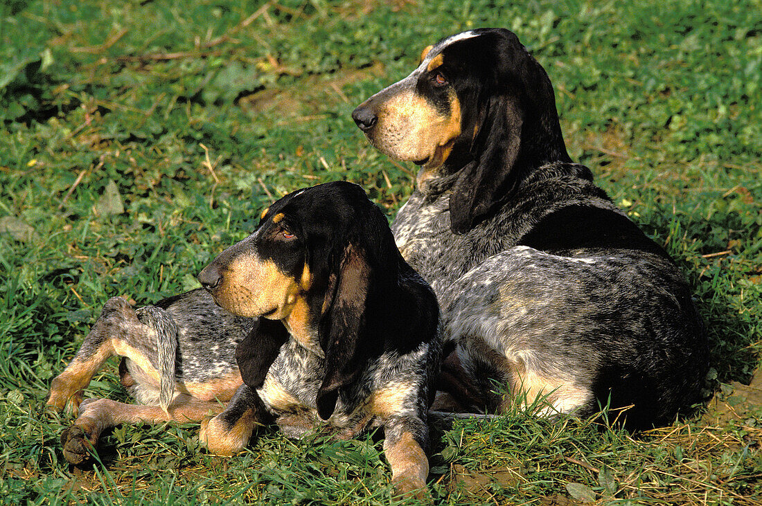 Little Blue Gascony Hound Dog, Adults laying on Grass