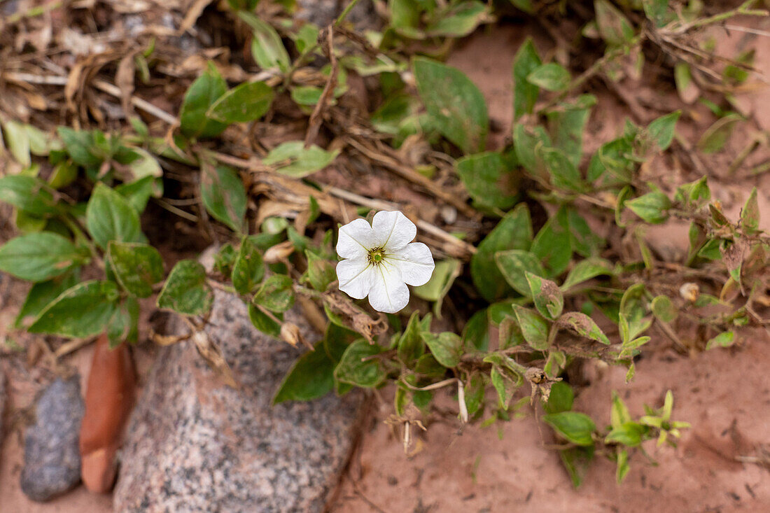 Große Weiße Petunie, Petunia axillaris ssp. subandina, in Blüte in der Shimpa-Schlucht im Talampaya-Nationalpark in Argentinien.