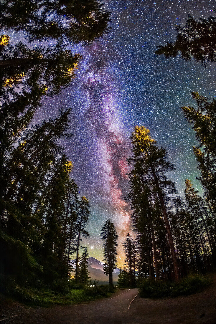 The summer Milky Way with the Summer Triangle stars through pine trees, shot from the Howse Pass Viewpoint at Saskatchewan River Crossing, Banff National Park, Alberta. Jupiter is the bright object at the bottom.
