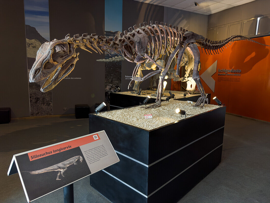 Skelett eines Sillosuchus longicervix, eines Dinosauriers aus der Triaszeit im Museum des Ischigualasto Provincial Park in Argentinien.