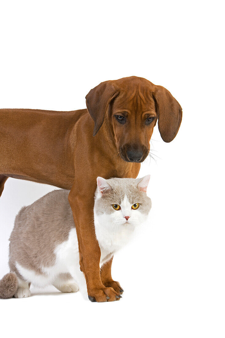 Male Lilac and White British Shorthair Domestic Cat with a Rhodesian Ridgeback 3 Months old Puppy