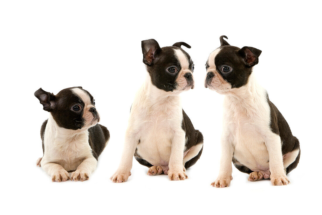 BOSTON TERRIER DOG