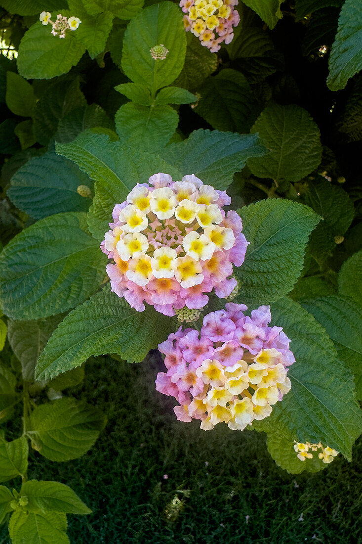 Spanish Flag, Lantana camara, in flower in the Plaza 25 de Mayo in San Juan, Argentina.