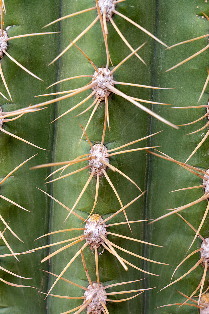 Detail der Stacheln eines Cardon-Kaktus, Trichocereus terscheckii, im Talampaya-Nationalpark, La Rioja, Argentinien.