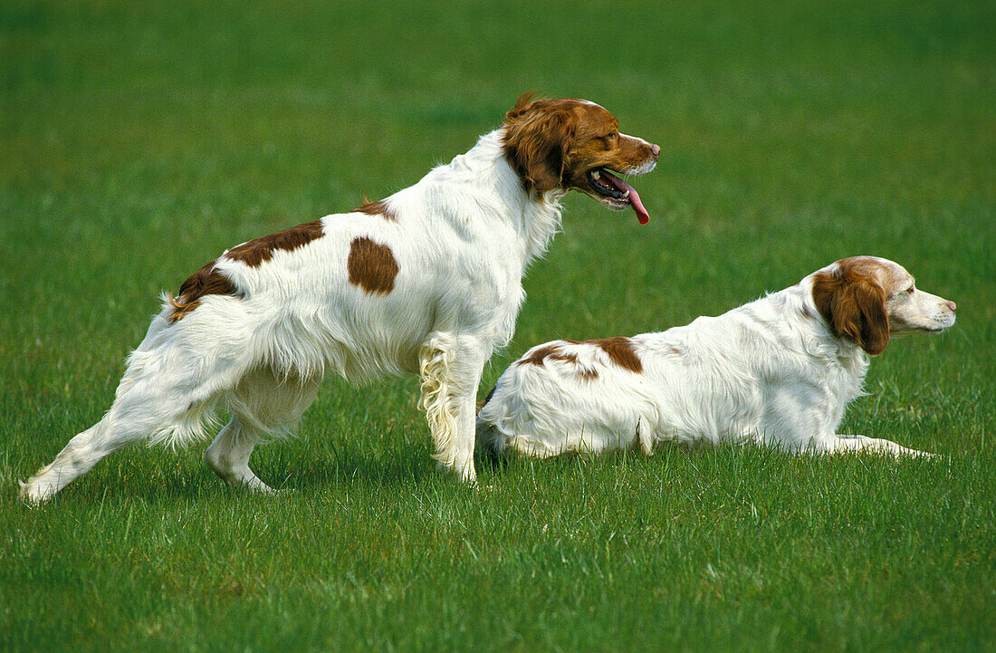 Bretonischer Spaniel, Vorstehhund