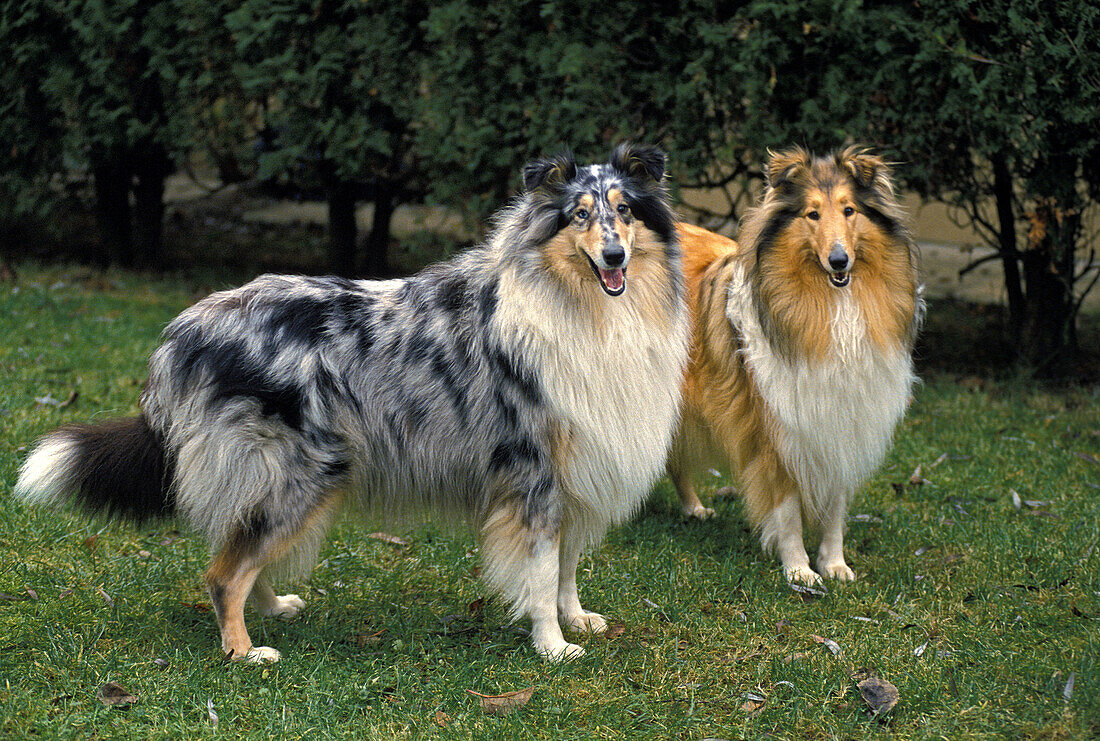 Collie Dog standing on Grass