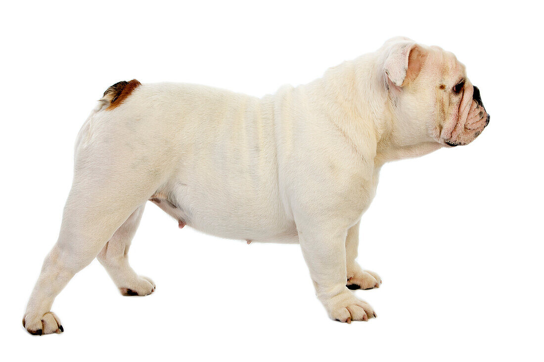 Englische Bulldogge, Weibchen vor weißem Hintergrund